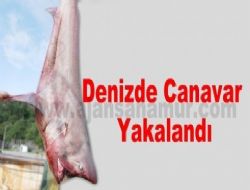 Anamur'da Kpekbal Yakaladlar